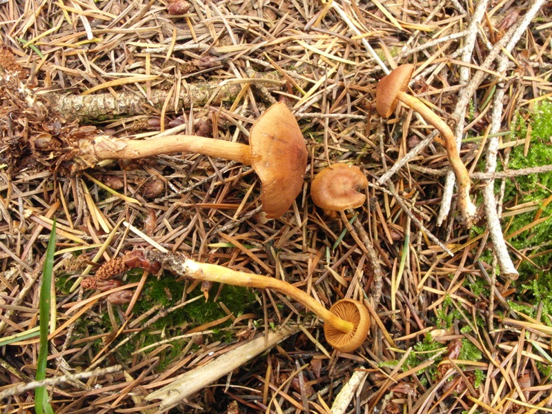 Cortinarius cinnamomeobadius  ev